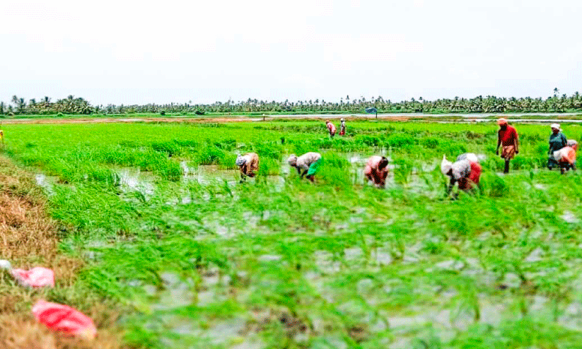 പൊക്കാളിപ്പാടങ്ങളുടെ കണ്ണീർ; 5000 ഹെക്ടറിലേക്ക് ചുരുങ്ങിയ പരമ്പരാഗത കൃഷി പൊക്കാളിപ്പാടങ്ങളുടെ കണ്ണീർ; 5000 ഹെക്ടറിലേക്ക് ചുരുങ്ങിയ പരമ്പരാഗത കൃഷി