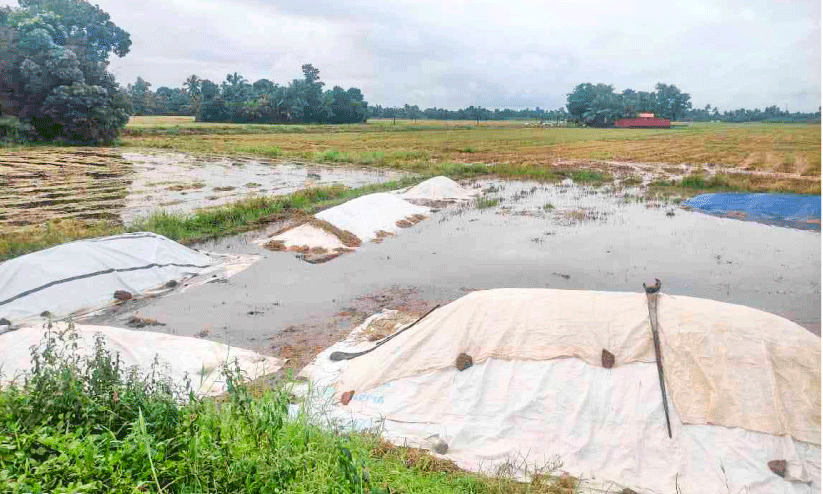 തുലാവർഷം ഉരുണ്ടുകൂടി; ഇടനെഞ്ച് പിടഞ്ഞ് കർഷകർ തുലാവർഷം ഉരുണ്ടുകൂടി; ഇടനെഞ്ച് പിടഞ്ഞ് കർഷകർ