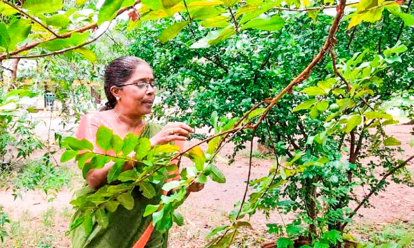വിരമിച്ചാലും രജിത ടീച്ചർ സ്കൂളിലെത്തും; നട്ടുവളർത്തിയ ചെടികൾ കാണാൻ വിരമിച്ചാലും രജിത ടീച്ചർ സ്കൂളിലെത്തും; നട്ടുവളർത്തിയ ചെടികൾ കാണാൻ