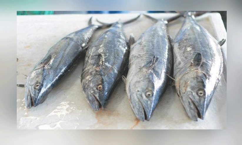 കി​ങ്​ ഫി​ഷ്​ മ​ത്സ്യ​ബ​ന്ധ​ന നി​രോ​ധ​നം പി​ൻ​വ​ലി​ച്ചു