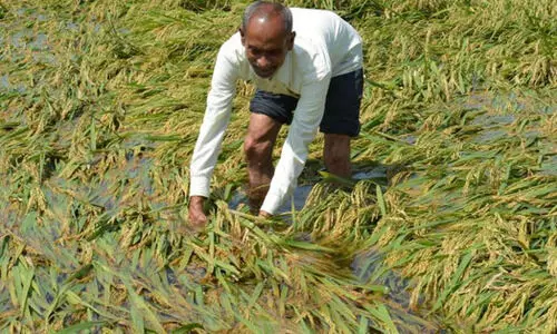 പഞ്ചാബിൽ കനത്ത മഴമൂലം വിളവെടുപ്പിന് പാകമായ നെൽകൃഷി വെള്ളത്തിൽ