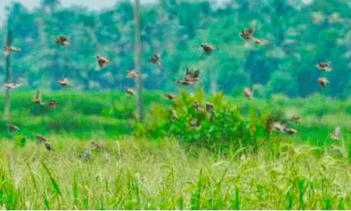 പൊ​ക്കാ​ളി കൃ​ഷി നാ​ശ​ത്തി​ന്‍റെ വ​ക്കിൽ; കതിരിട്ട പൊക്കാളിപ്പാടങ്ങളിൽ നെല്ലിക്കോഴികളുടെ ശല്യം രൂക്ഷം