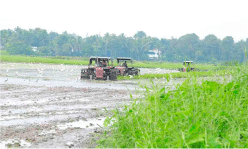 എടയാറ്റുചാൽ വീണ്ടും കൃഷിയിലേക്ക് എടയാറ്റുചാൽ വീണ്ടും കൃഷിയിലേക്ക്