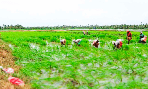 പൊക്കാളിപ്പാടങ്ങളുടെ കണ്ണീർ; 5000 ഹെ​ക്ട​റി​ലേ​ക്ക്​ ചു​രു​ങ്ങി​യ പ​ര​മ്പ​രാ​ഗ​ത കൃ​ഷി