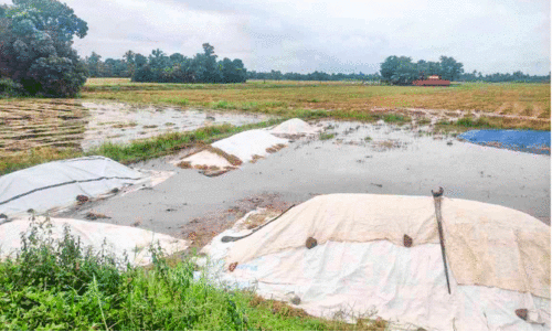 തുലാവർഷം ഉരുണ്ടുകൂടി; ഇടനെഞ്ച് പിടഞ്ഞ് കർഷകർ തുലാവർഷം ഉരുണ്ടുകൂടി; ഇടനെഞ്ച് പിടഞ്ഞ് കർഷകർ