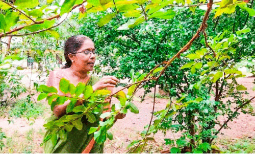 വിരമിച്ചാലും രജിത ടീച്ചർ സ്കൂളിലെത്തും; നട്ടുവളർത്തിയ ചെടികൾ കാണാൻ