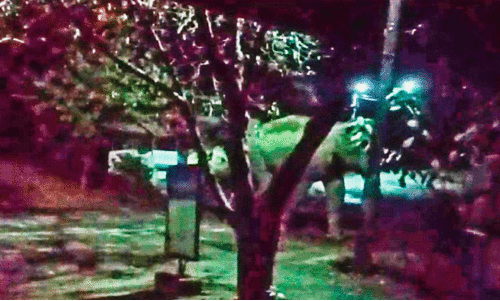 ജനങ്ങളെ ഭീതിയിലാഴ്ത്തി കാന്തല്ലൂർ ടൗണിലും കാട്ടാനകൾ ജനങ്ങളെ ഭീതിയിലാഴ്ത്തി കാന്തല്ലൂർ ടൗണിലും കാട്ടാനകൾ