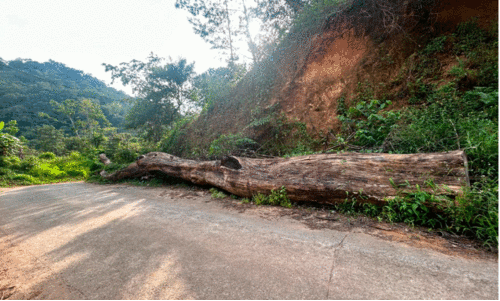 വഴിമുടക്കി  ഈട്ടിത്തടി വ​ർ​ഷ​ങ്ങ​ളാ​യി​ട്ടും നീ​ക്കം ചെ​യ്യുന്നില്ല