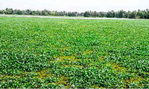 തുലാവർഷം കനക്കുമ്പോൾ പാടങ്ങളിൽ നിറയുന്നത്​; കർഷകക്കണ്ണീർ
