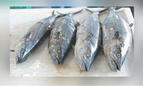 കി​ങ്​ ഫി​ഷ്​ മ​ത്സ്യ​ബ​ന്ധ​ന നി​രോ​ധ​നം പി​ൻ​വ​ലി​ച്ചു