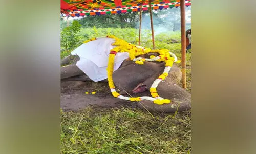 തെപ്പക്കാട് ആന ക്യാമ്പിലെ മോഴയാന ചെരിഞ്ഞു