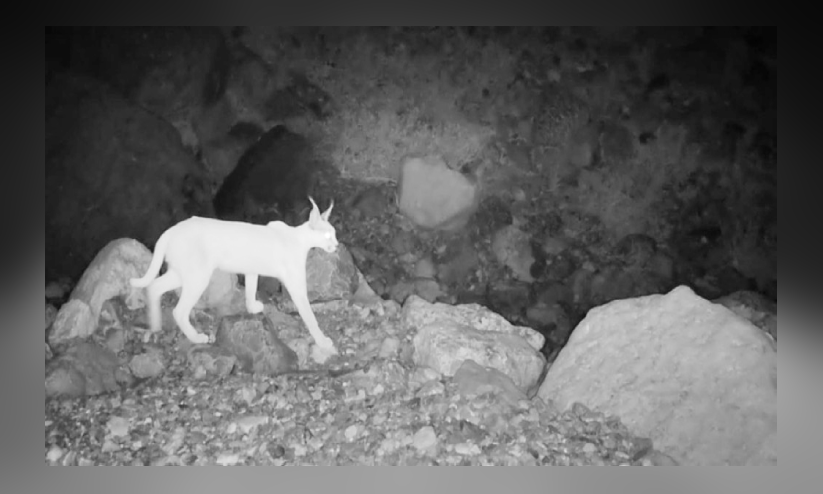 അ​റേ​ബ്യ​ൻ കാ​ട്ടു​പൂ​ച്ച