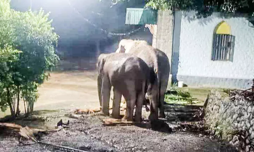 wild elephant menace wild elephant menace