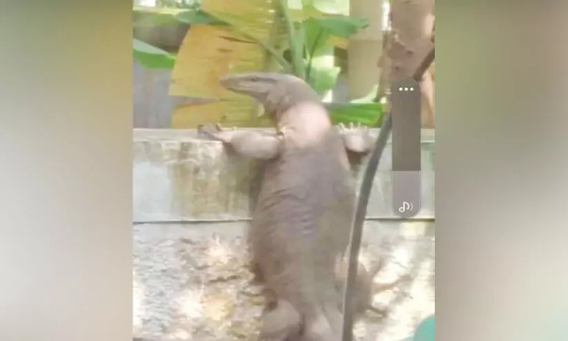 മ​തി​ല​ക​ത്ത് കൗതുകമായി വ​മ്പ​ൻ ഉ​ടു​മ്പ്