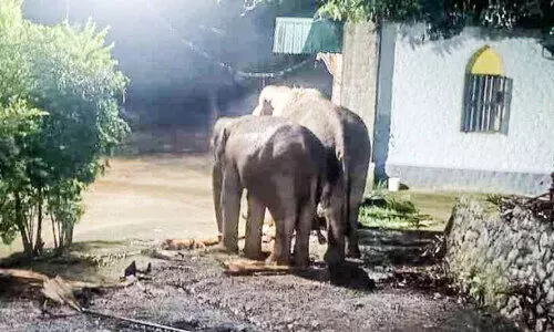 wild elephant menace wild elephant menace