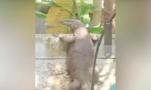 മ​തി​ല​ക​ത്ത് കൗതുകമായി വ​മ്പ​ൻ ഉ​ടു​മ്പ്