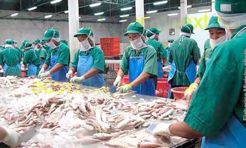 കൃഷിയകന്നു; മത്സ്യം വളരുന്ന പാടങ്ങൾ