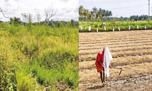 ത​രി​ശു​പാ​ട​ങ്ങ​ൾ താ​വ​ള​മാ​ക്കി പ​ന്നി​ക​ൾ; കൃ​ഷി നാ​ശം പ​തി​വ്