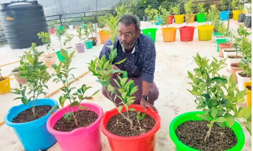 ടെറസിലുണ്ട്,​ ഒരടി പൊക്കത്തിൽ ഓറഞ്ച്