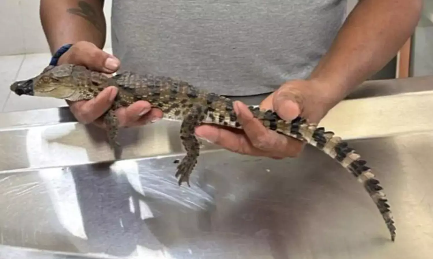 ഭാണ്ഡൂപ്പിൽ ജലശുദ്ധീകരണ പ്ലാന്റിൽ നിന്ന് മുതലക്കുഞ്ഞിനെ രക്ഷപ്പെടുത്തി