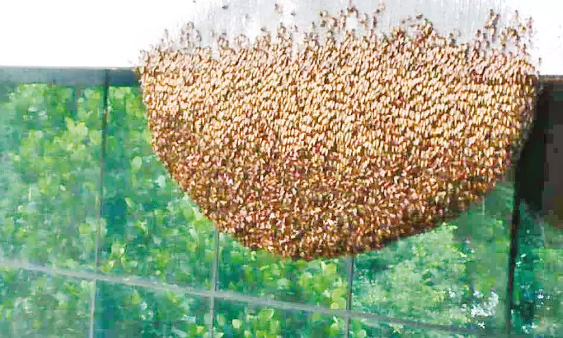 മി​നി സി​വി​ൽ സ്റ്റേ​ഷ​നി​ൽ കൂ​റ്റ​ൻ കൂട്; തേനീച്ചകളെ ഭയന്ന് 13 സ​ർ​ക്കാ​ർ ഓ​ഫി​സു​ക​ൾ