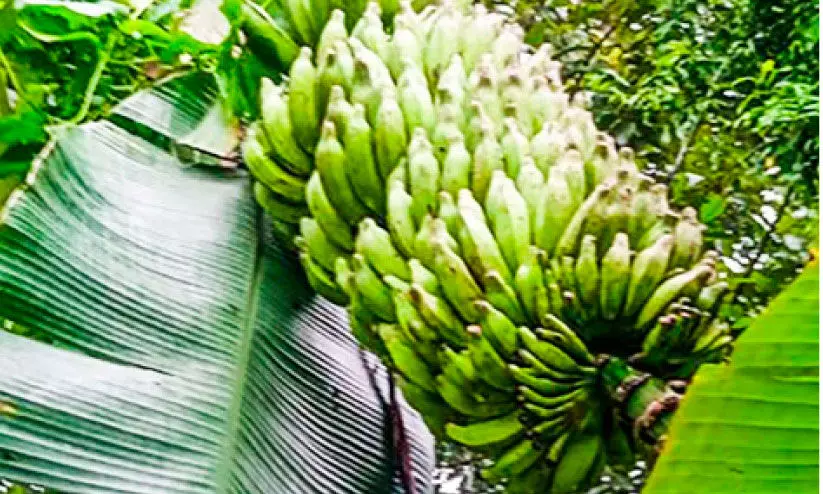സമരവാഴക്കുല ലേലത്തിന് സമരവാഴക്കുല ലേലത്തിന്