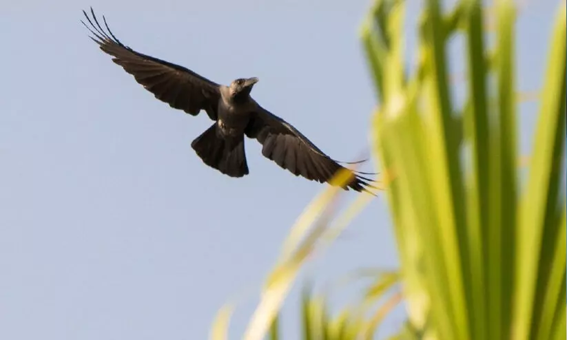 indian crow