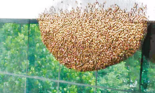 മി​നി സി​വി​ൽ സ്റ്റേ​ഷ​നി​ൽ കൂ​റ്റ​ൻ കൂട്; തേനീച്ചകളെ ഭയന്ന് 13 സ​ർ​ക്കാ​ർ ഓ​ഫി​സു​ക​ൾ