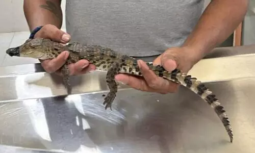 ഭാണ്ഡൂപ്പിൽ ജലശുദ്ധീകരണ പ്ലാന്റിൽ നിന്ന് മുതലക്കുഞ്ഞിനെ രക്ഷപ്പെടുത്തി