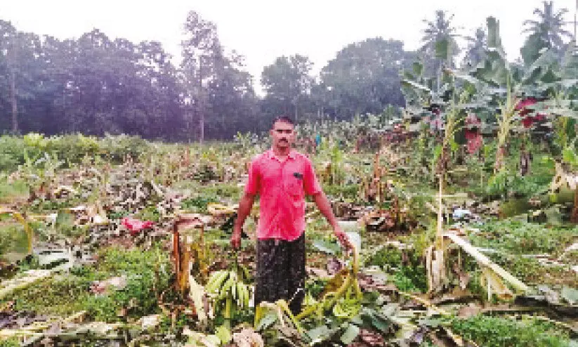 കാട്ടാനക്കൂട്ടം 400 ഓളം വാഴകൾ നശിപ്പിച്ചു കാട്ടാനക്കൂട്ടം 400 ഓളം വാഴകൾ നശിപ്പിച്ചു