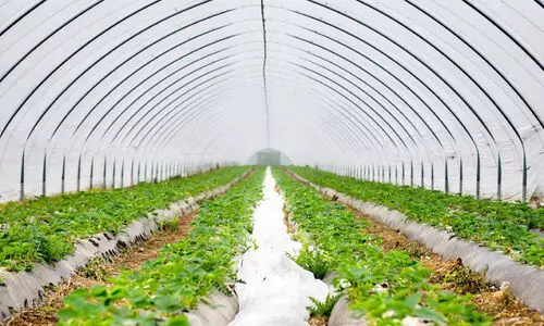 Drip irrigation agriculture in farms