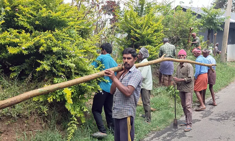 wild elephant menace