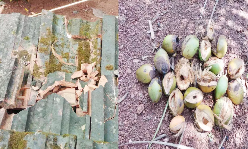 കുരങ്ങന്മാരെക്കൊണ്ട് തോറ്റ് മലപ്പട്ടത്തുകാർ കുരങ്ങന്മാരെക്കൊണ്ട് തോറ്റ് മലപ്പട്ടത്തുകാർ