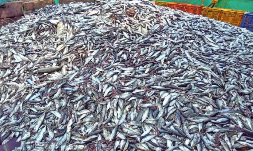 Fish seized by fisheries authorities during illegal fishing