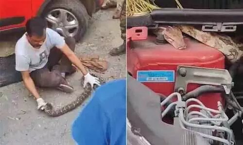 കാറിന്റെ എൻജിനുള്ളിൽ ആറടി നീളമുള്ള പെരുമ്പാമ്പിന്റെ സവാരി