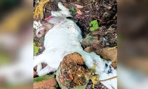 leopard menace leopard menace