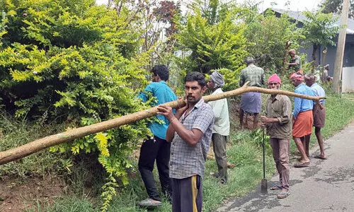 wild elephant menace wild elephant menace