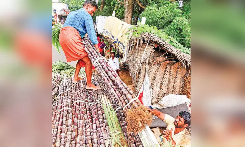 sugarcane market