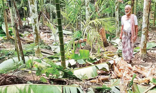 wild elephant menace wild elephant menace