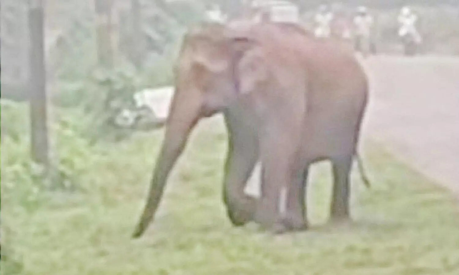 wild elephant menace