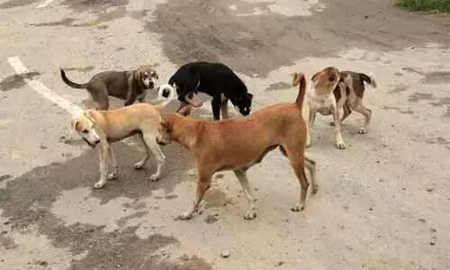 യു.പിയിൽ തെരുവ് നായ്ക്കളുടെ അക്രമണത്തിൽ പരിക്കേറ്റ എട്ടുവയസുകാരി ചികിത്സ ലഭിക്കാതെ മരിച്ചു