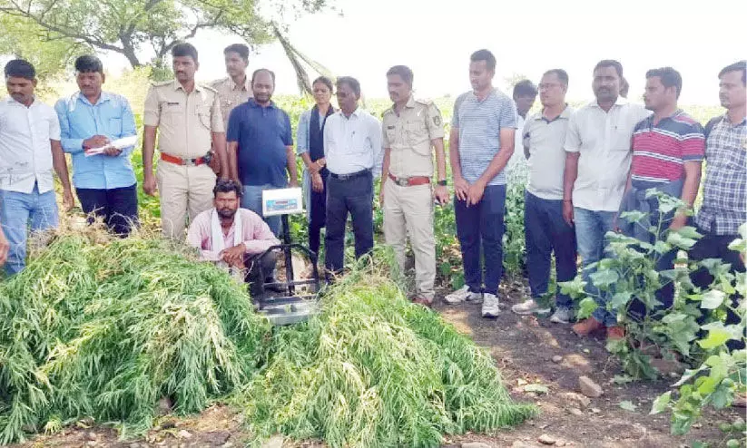 കഞ്ചാവ് വളർത്തിയ കർഷകൻ അറസ്റ്റിൽ കഞ്ചാവ് വളർത്തിയ കർഷകൻ അറസ്റ്റിൽ