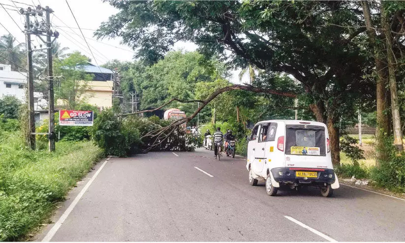 മ​ര​ക്കൊ​മ്പ് വീ​ണ് ഗ​താ​ഗ​തം ത​ട​സ്സപ്പെ​ട്ടു