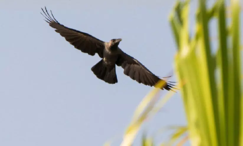 indian crow
