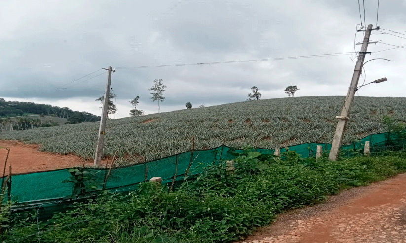 rubber plantations