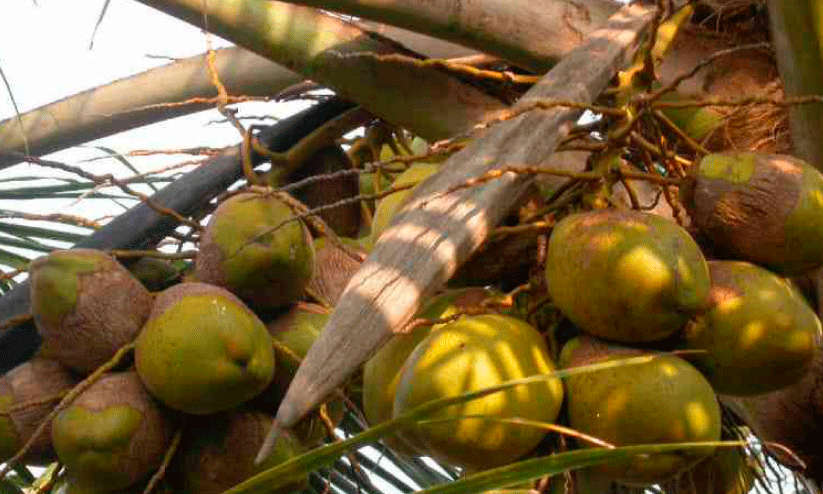 കേരകർഷകരെ ദുരിതത്തിലാക്കി മണ്ഡരി ബാധ