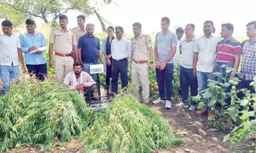 ക​ഞ്ചാ​വ് വ​ള​ർ​ത്തി​യ ക​ർ​ഷ​ക​ൻ അ​റ​സ്റ്റി​ൽ