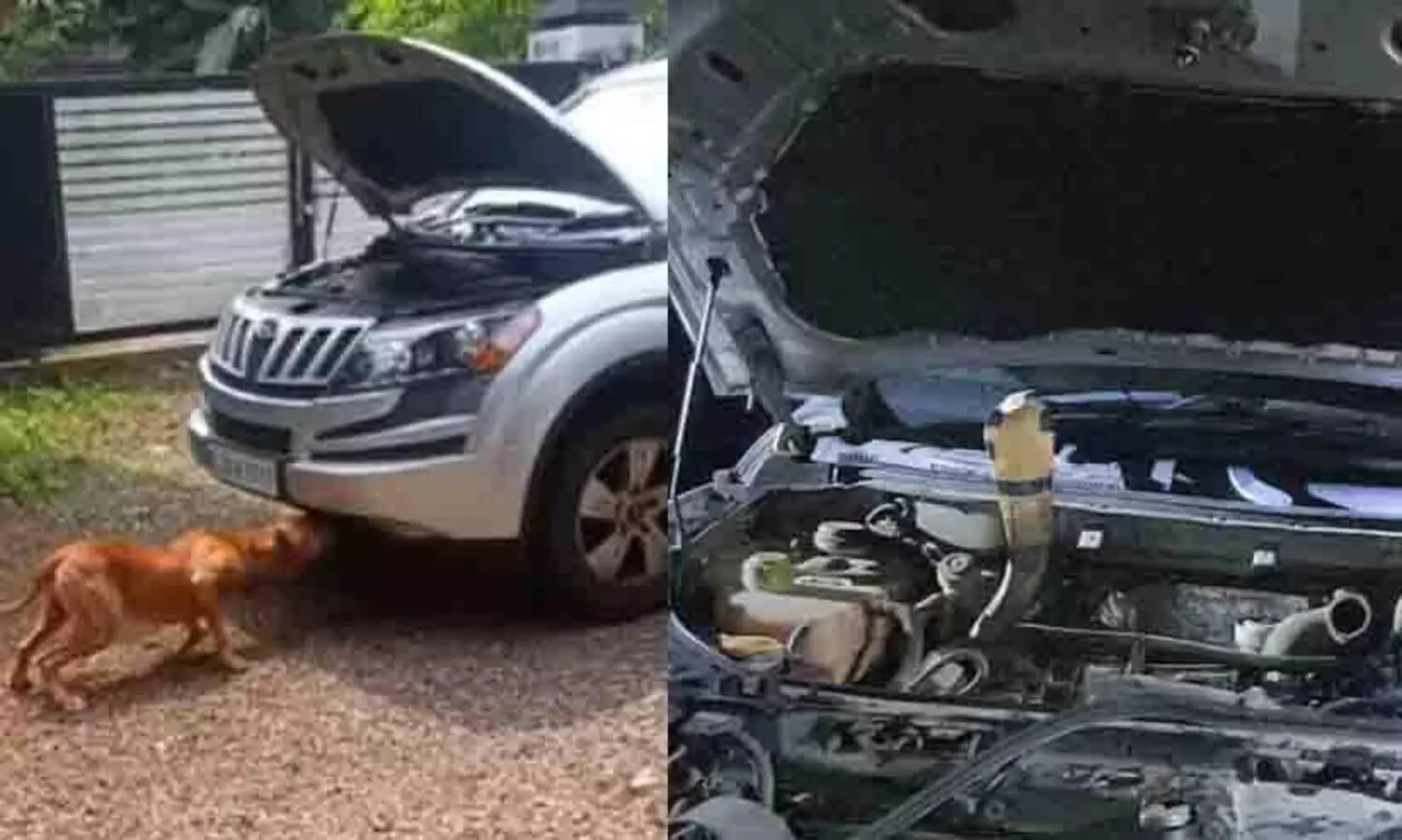 വിനോദയാത്രയ്ക്കിടെ കൂടെക്കൂടിയത്​ രാജവെമ്പാല; 200 കിലോമീറ്റർ നാടുചുറ്റിയശേഷം ഒടുവിൽ പിടിയിൽ