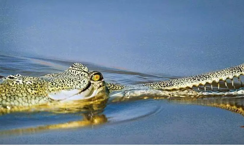 വൈദ്യുതി മുടക്കം; മുതലയുമായി കർഷകരുടെ പ്രതിഷേധം