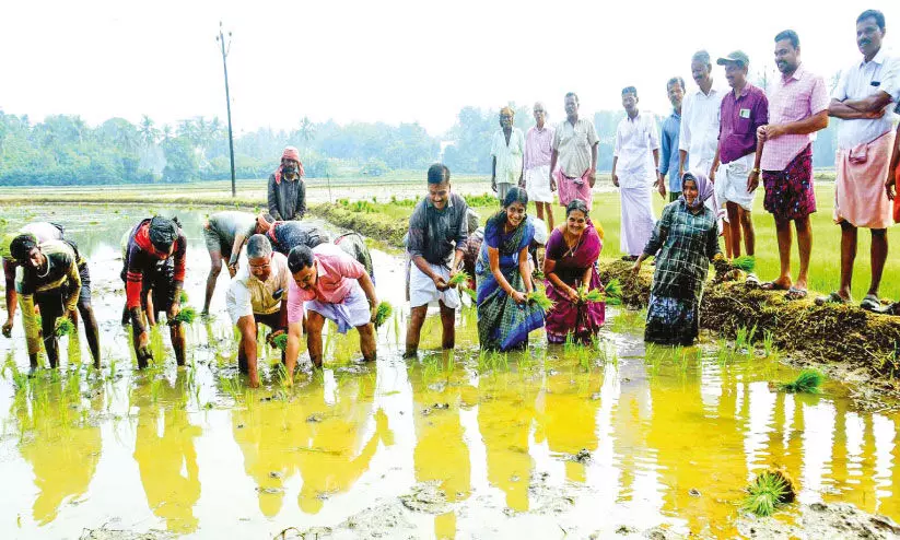 നെ​ൽ​കൃ​ഷി​ക്ക് ആ​ളെ കി​ട്ടാ​ത്ത​തി​ൽ വി​ഷ​മി​ക്കേ​ണ്ട; ‘നി​റ​സേ​ന’ സ​ജ്ജം